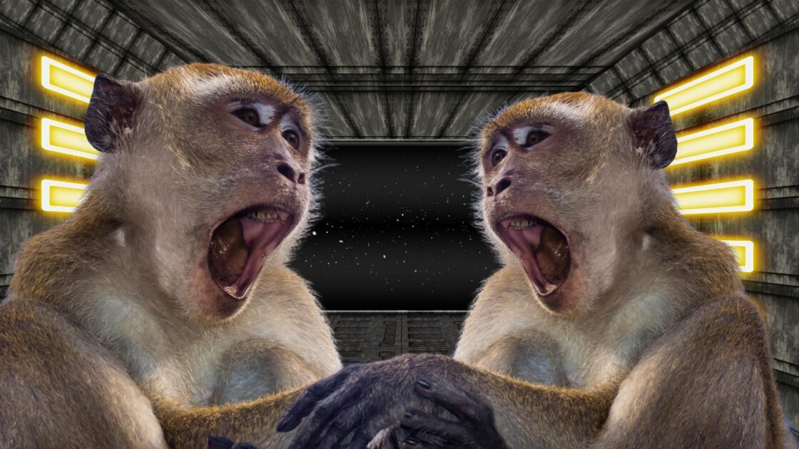 China To Send Monkeys Into Space For A Zero-gravity Mating Experiment ...